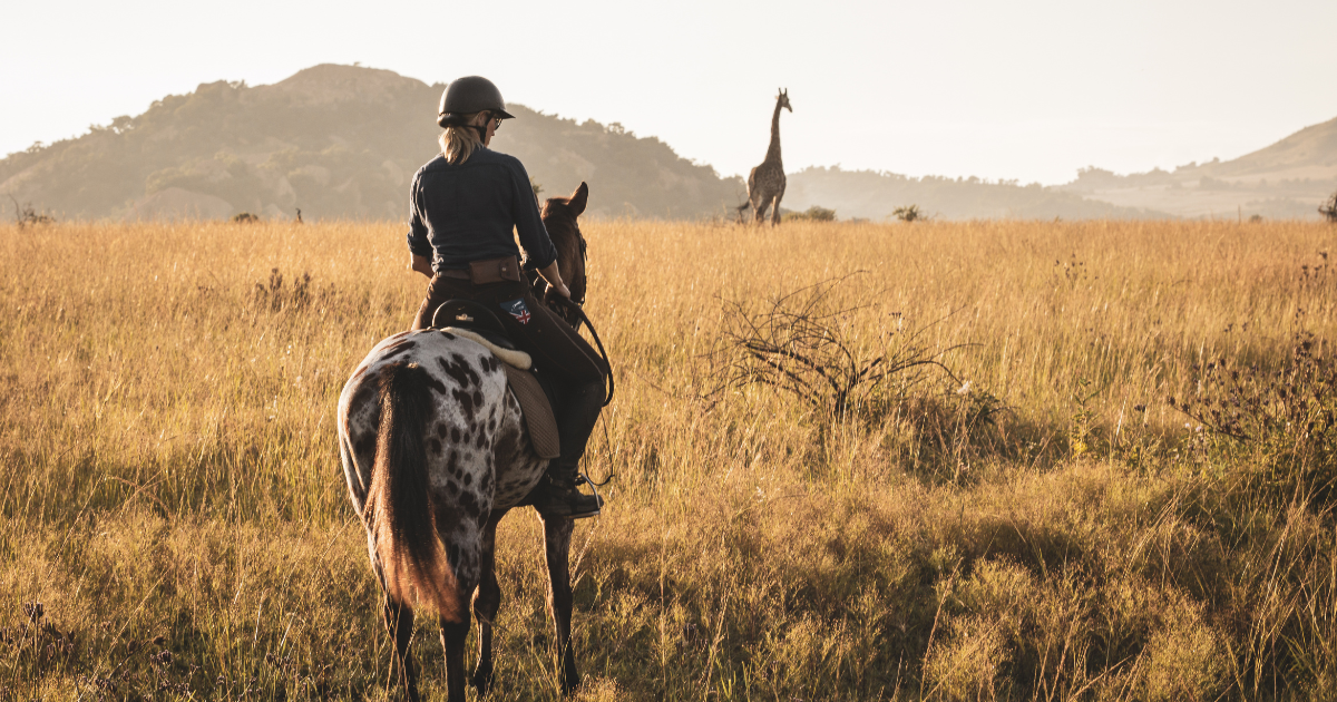 Giraffe on a horseback safari in South Africa