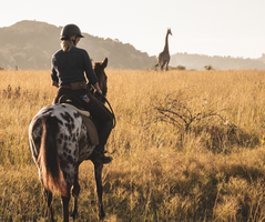 Giraffe on a horseback safari in South Africa