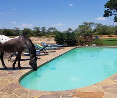 A horse quenching its thirst in South Africa